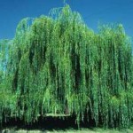 salix-babylonica