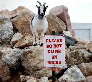 first-world-anarchists-funny-rebels-27-Goat-Rocks