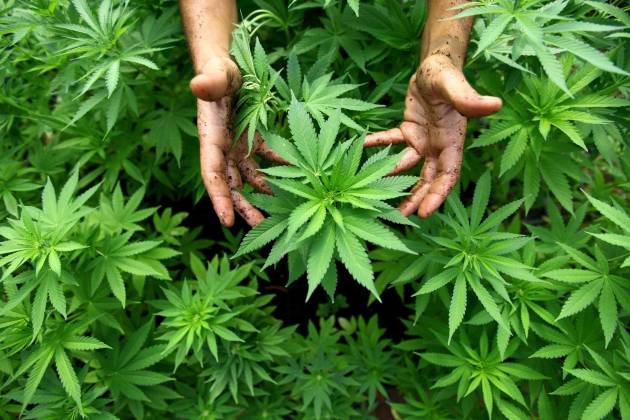 [DallaRete] Una nuova proposta di legge sulla marijuana